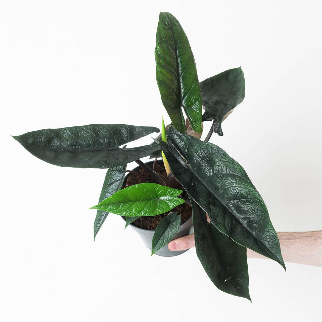 Alocasia Scalprum - View 5 from www redcrocus com
