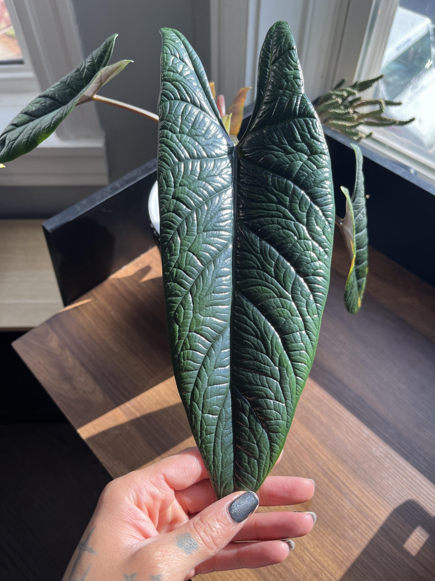 Alocasia Scalprum - View 6 from www redcrocus com