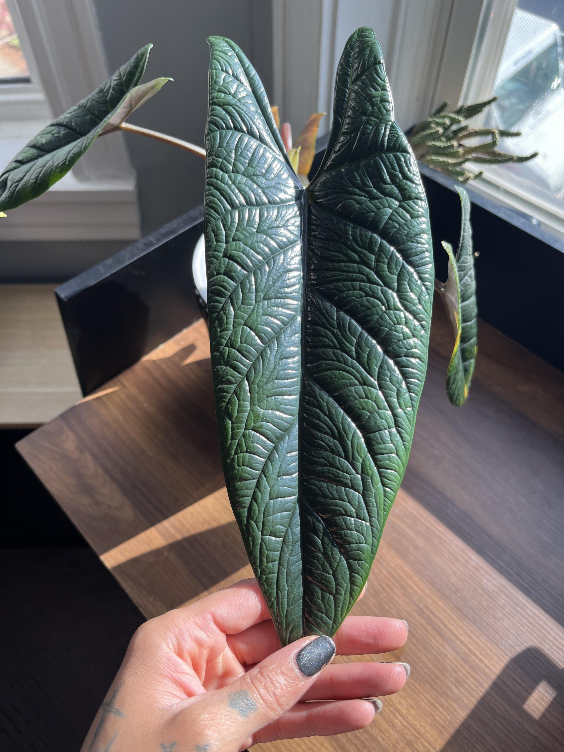 Alocasia Scalprum - View 6 from www redcrocus com