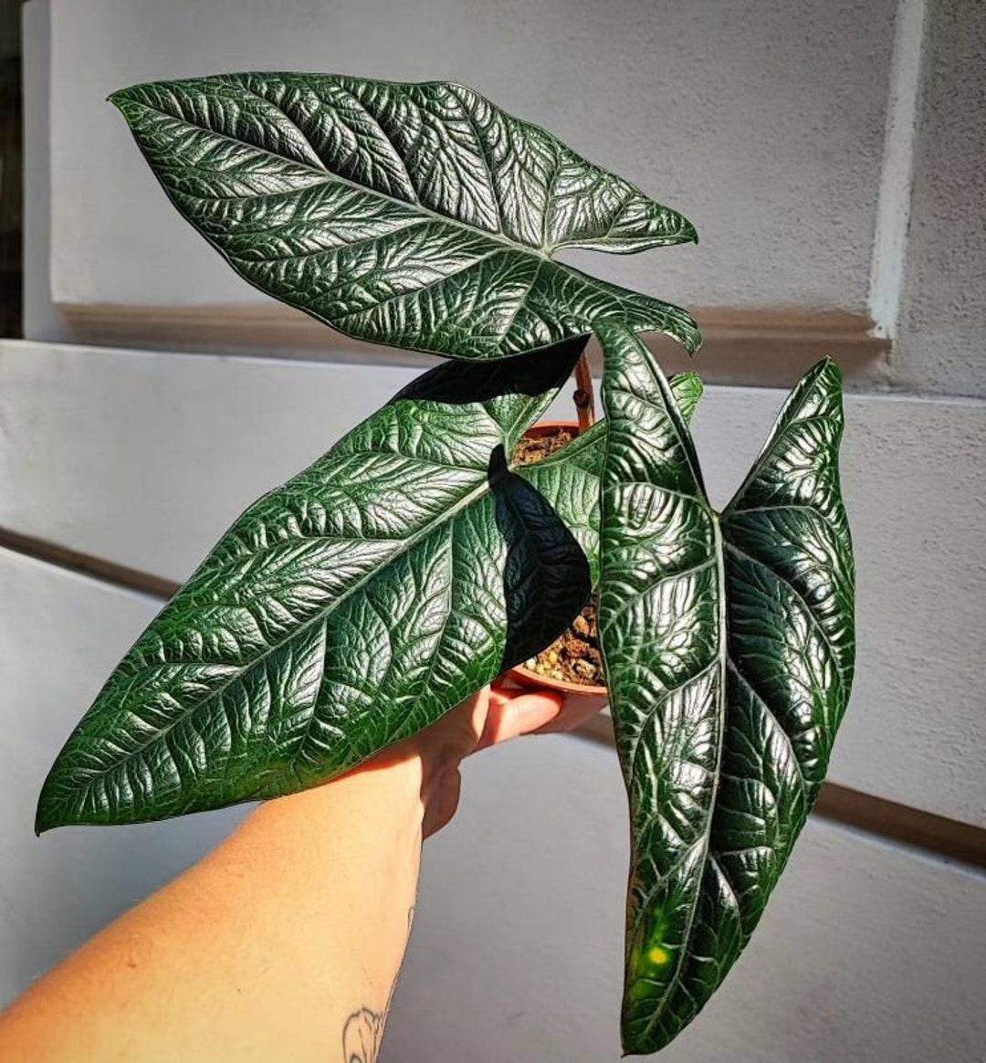 Alocasia Scalprum - View 7 from www redcrocus com