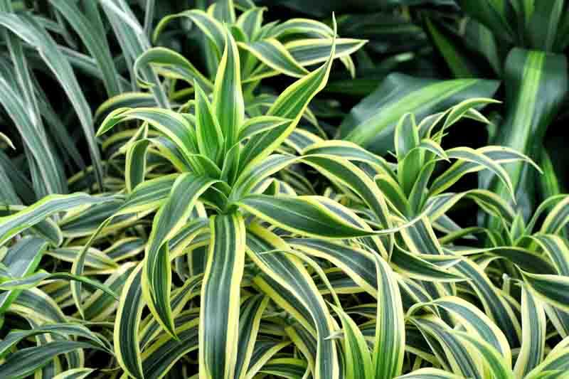 Dracaena Deremensis 'lemon Lime' Bush - View 10 from www redcrocus com