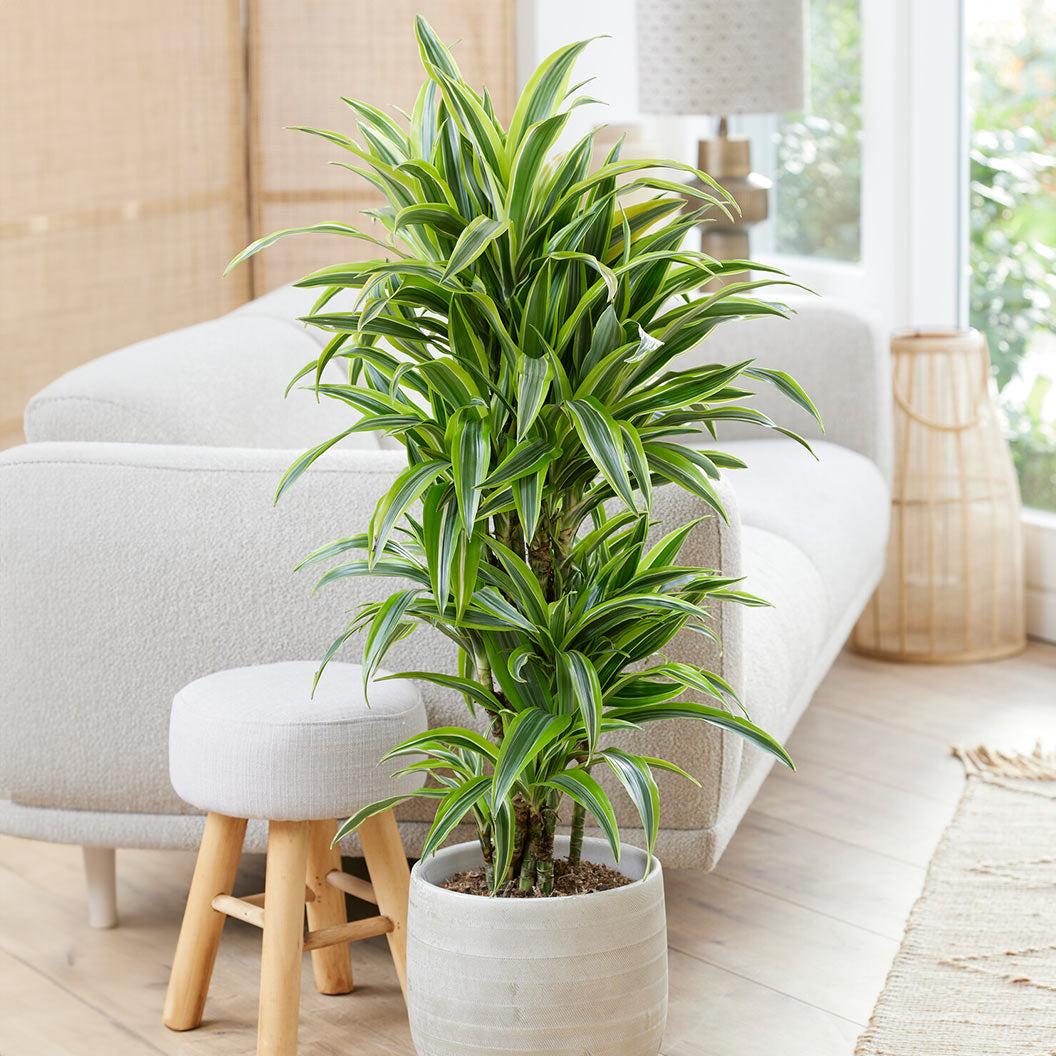 Dracaena Deremensis 'lemon Lime' Bush - View 11 from www redcrocus com