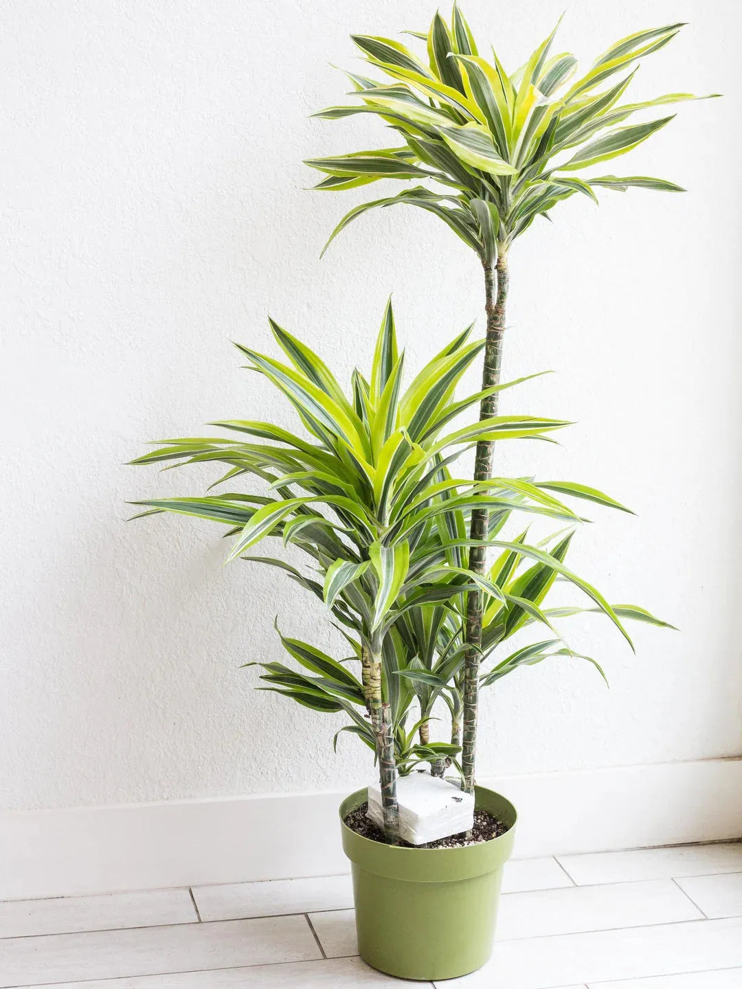 Dracaena Deremensis 'lemon Lime' Bush - View 15 from www redcrocus com