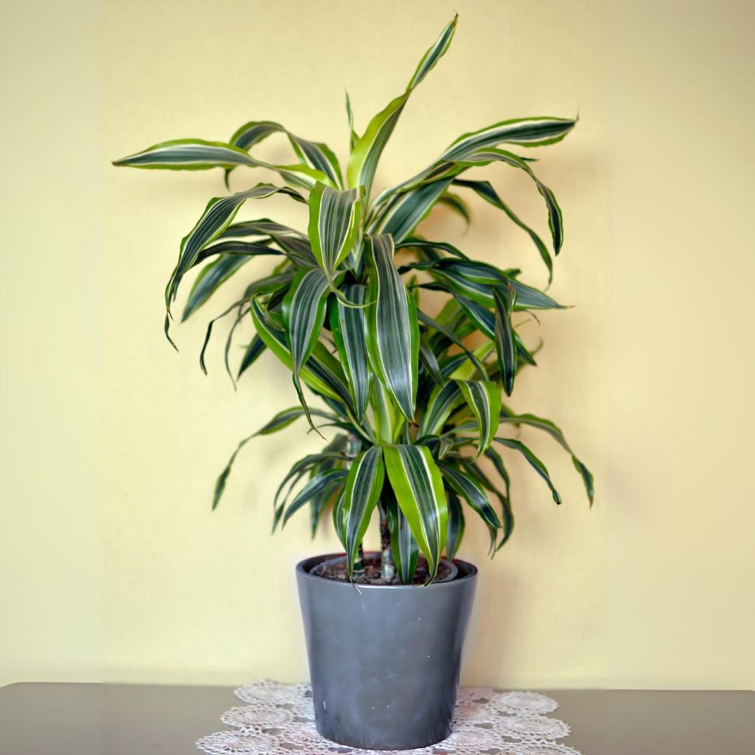 Dracaena Deremensis 'lemon Lime' Bush - View 17 from www redcrocus com