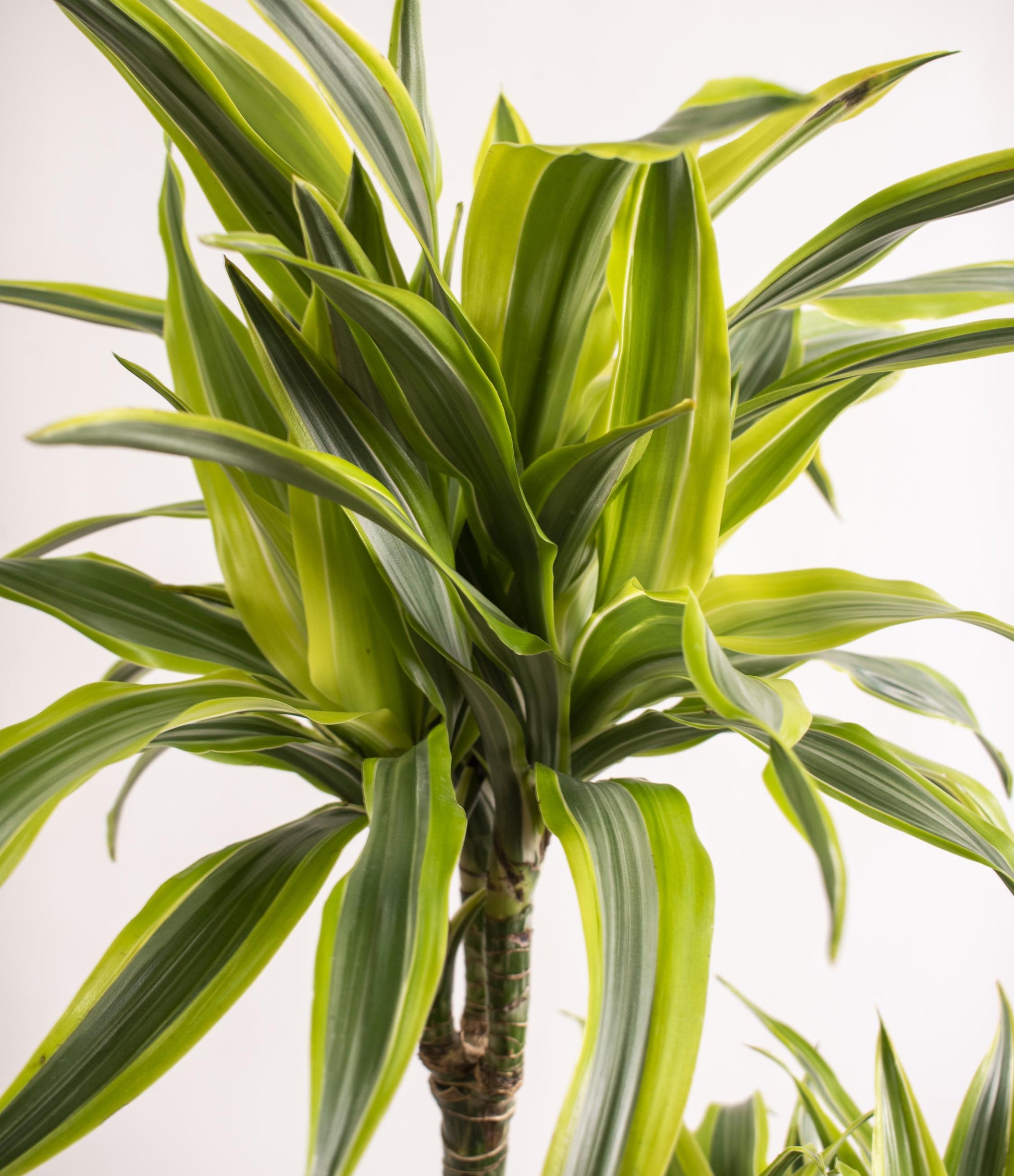 Dracaena Deremensis 'lemon Lime' Bush - View 1 from www redcrocus com