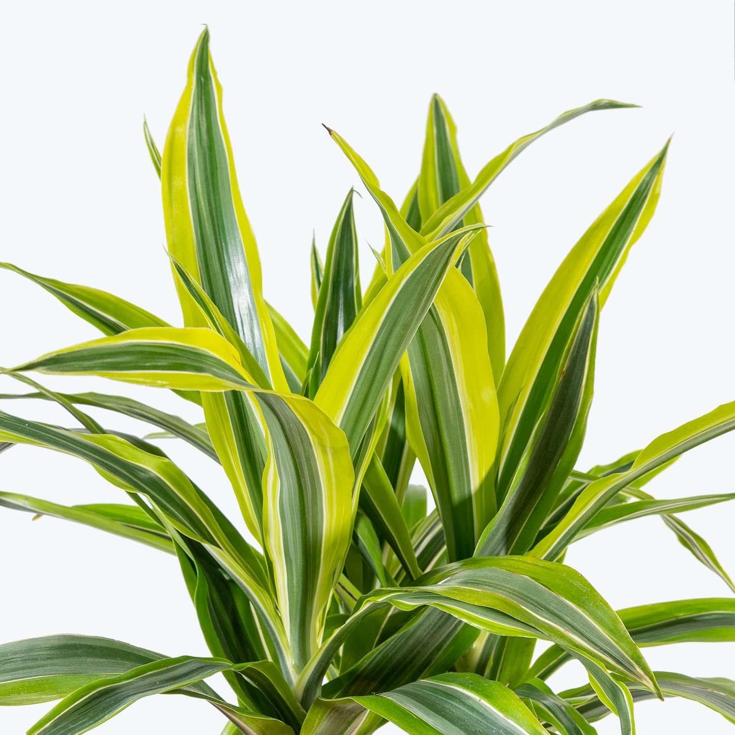 Dracaena Deremensis 'lemon Lime' Bush - View 20 from www redcrocus com