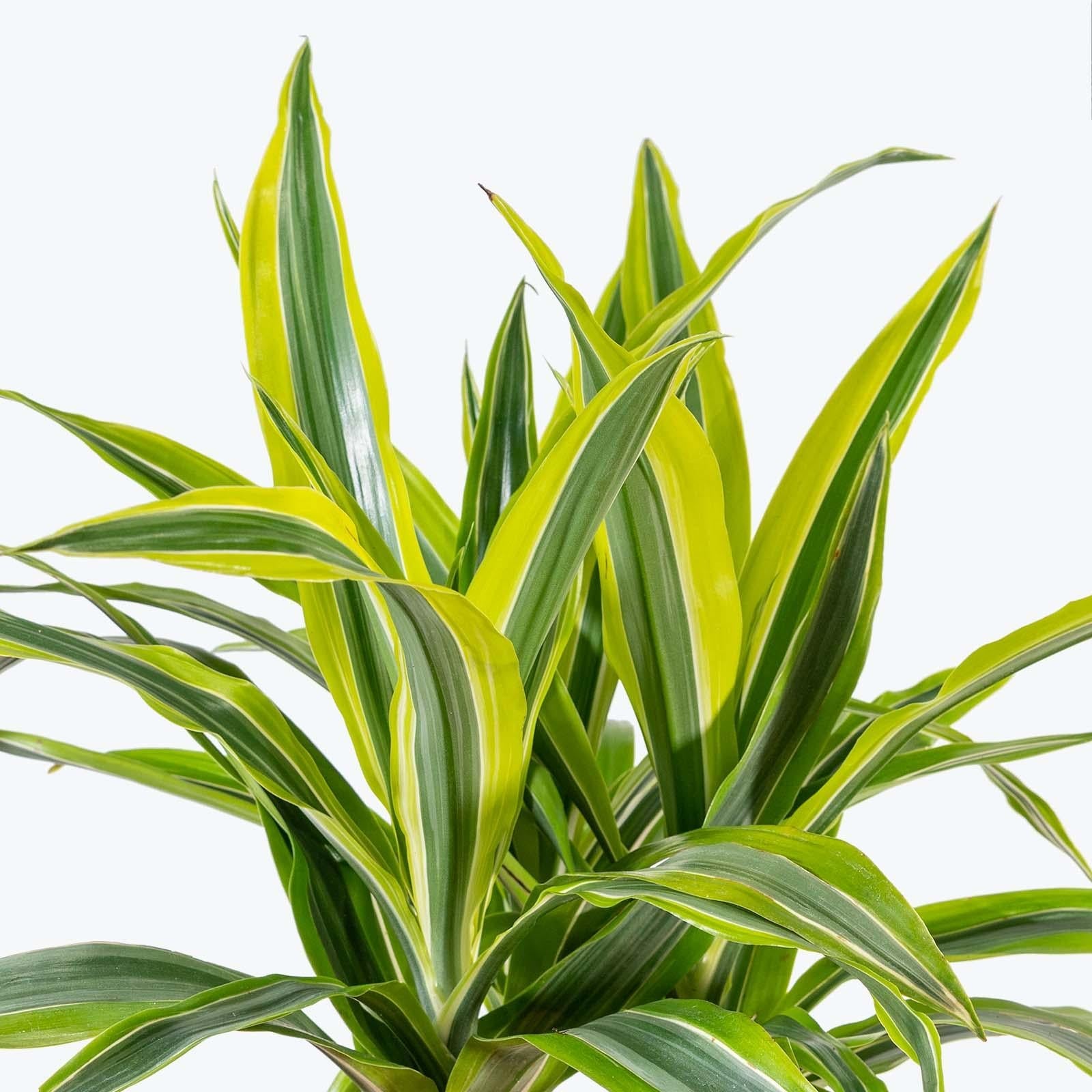 Dracaena Deremensis 'lemon Lime' Bush - View 20 from www redcrocus com
