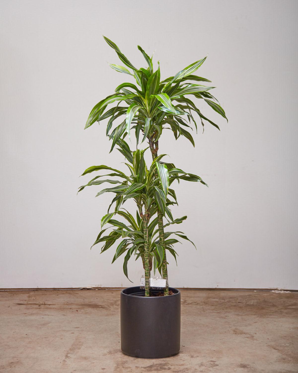Dracaena Deremensis 'lemon Lime' Bush - View 21 from www redcrocus com