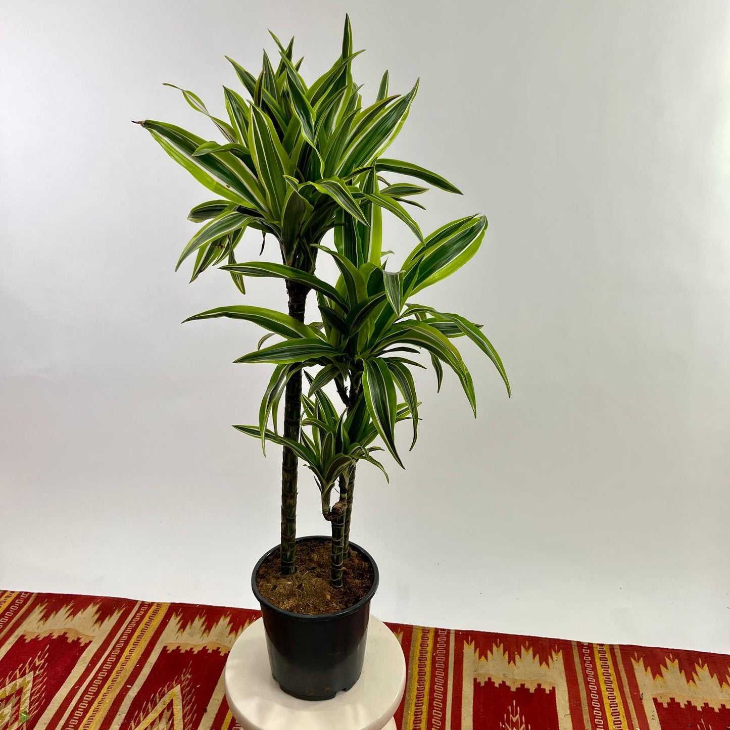 Dracaena Deremensis 'lemon Lime' Bush - View 24 from www redcrocus com