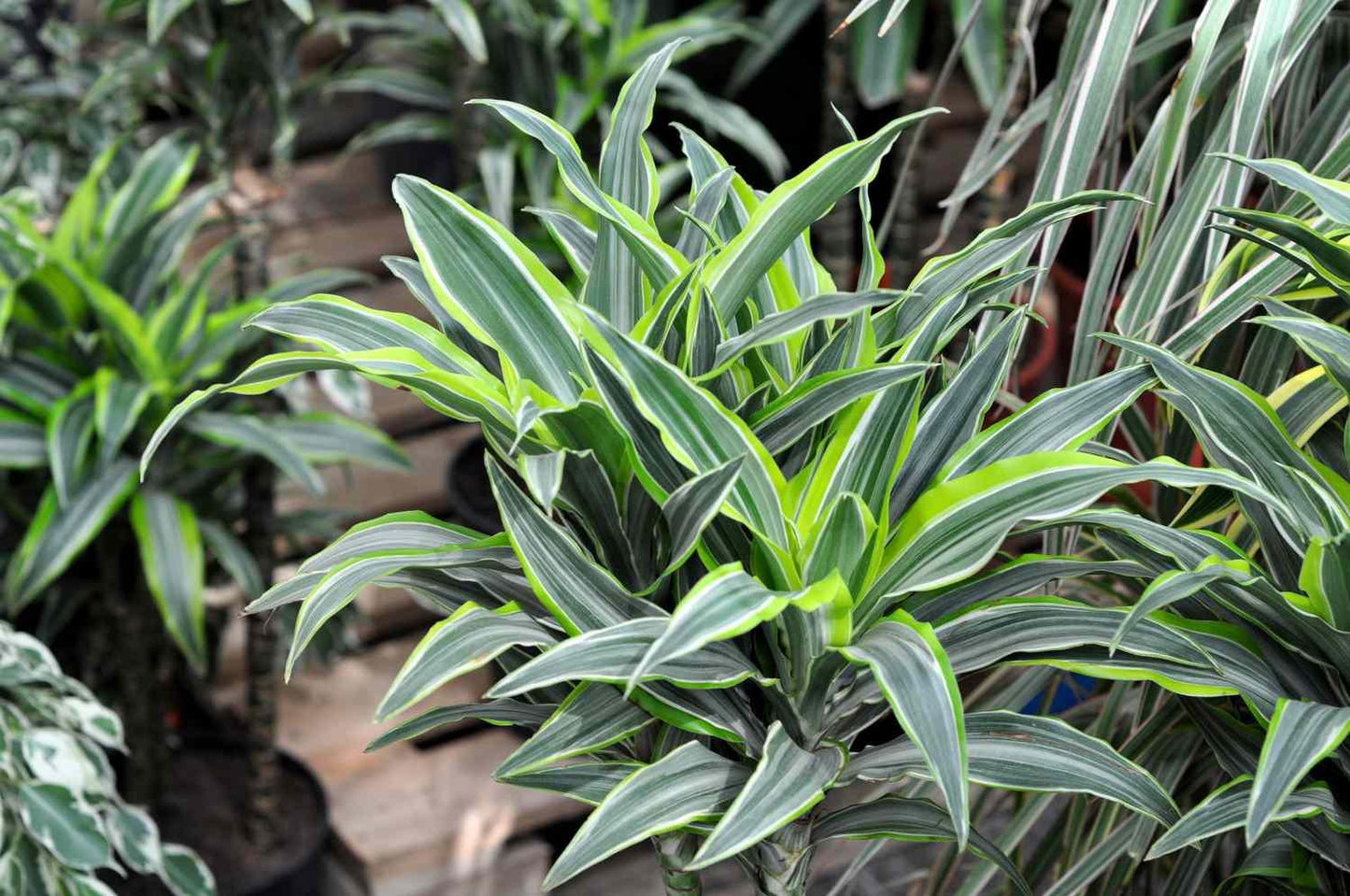 Dracaena Deremensis 'lemon Lime' Bush - View 25 from www redcrocus com