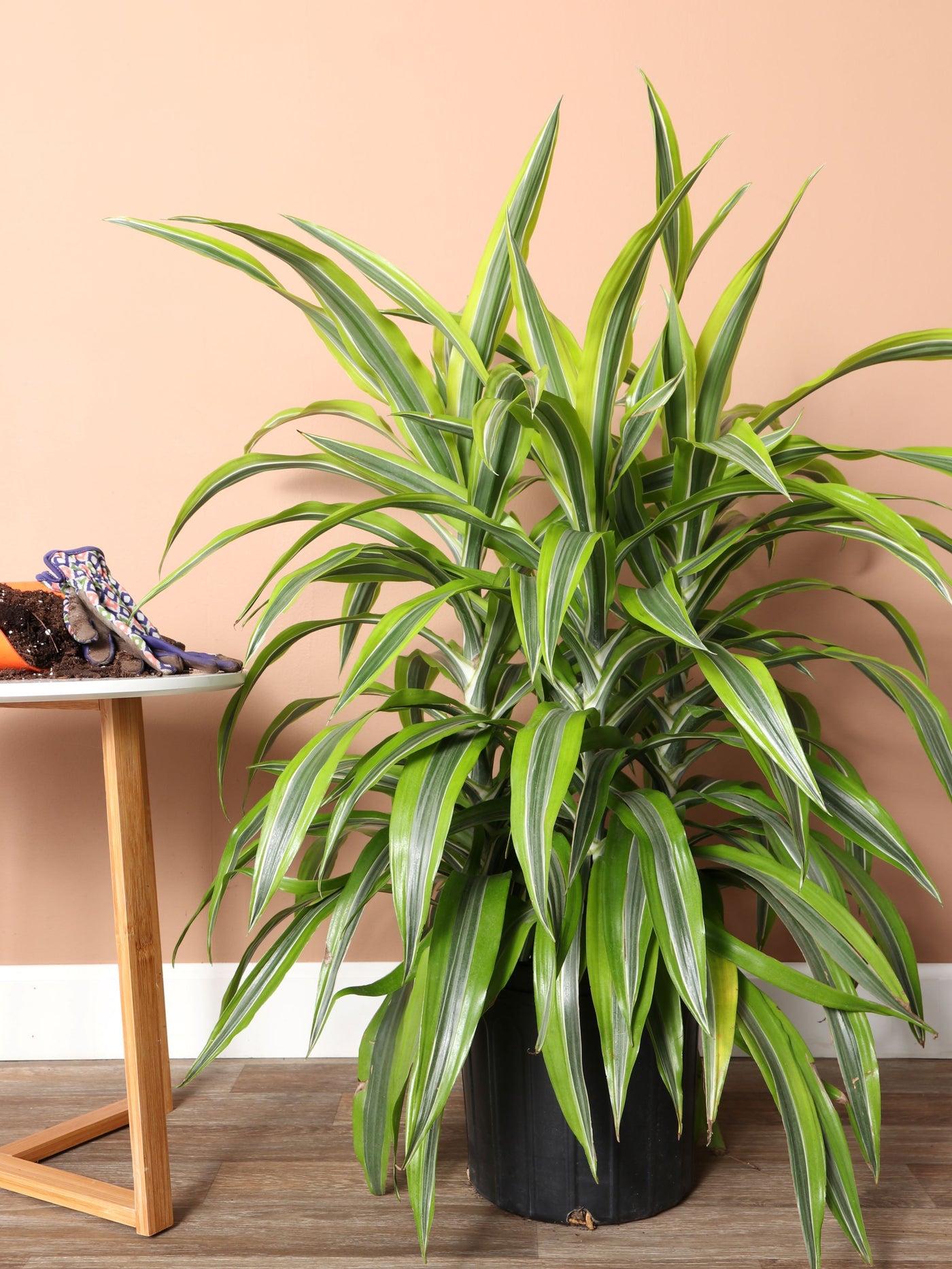 Dracaena Deremensis 'lemon Lime' Bush - View 27 from www redcrocus com