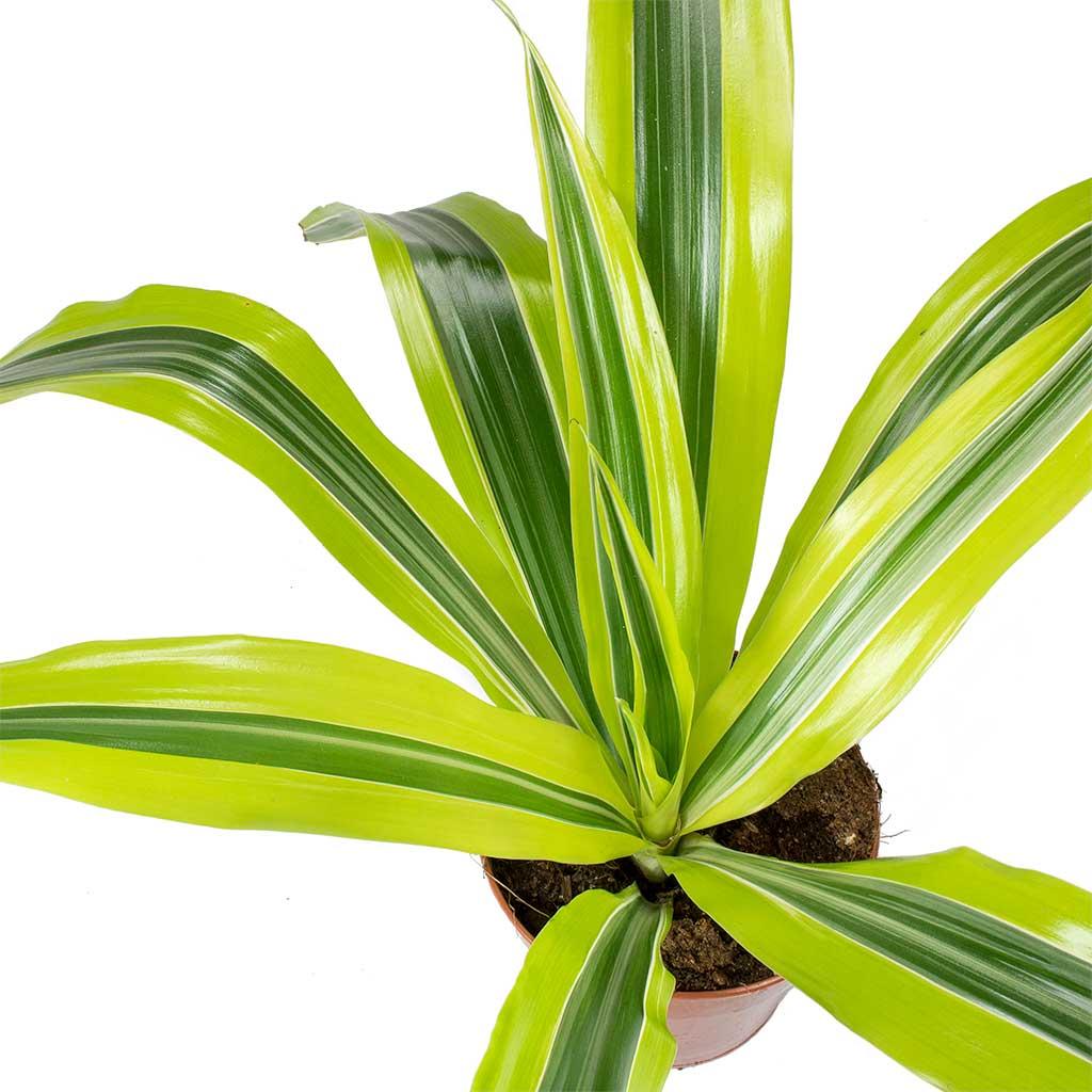 Dracaena Deremensis 'lemon Lime' Bush - View 28 from www redcrocus com