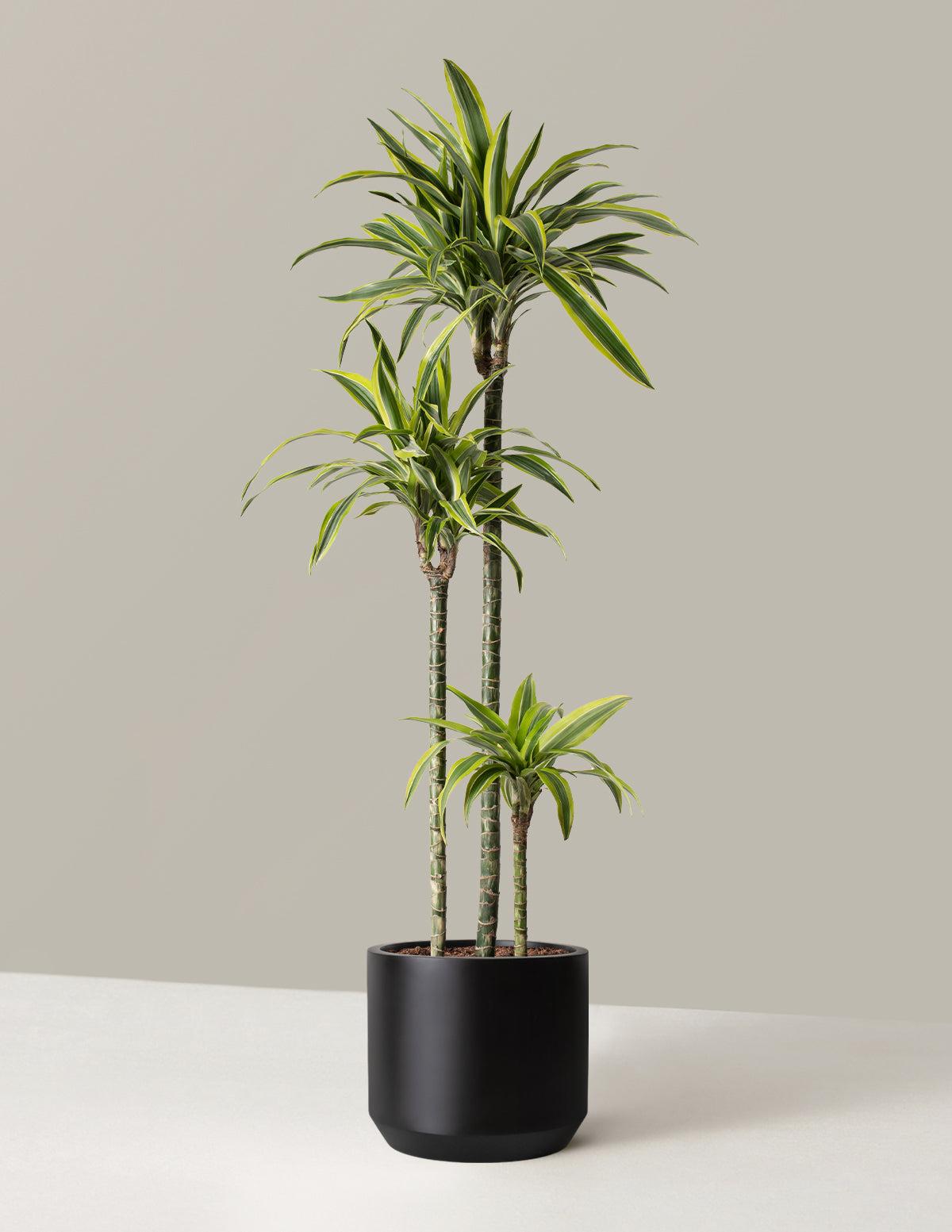 Dracaena Deremensis 'lemon Lime' Bush - View 29 from www redcrocus com