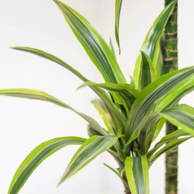 Dracaena Deremensis 'lemon Lime' Bush - View 31 from www redcrocus com