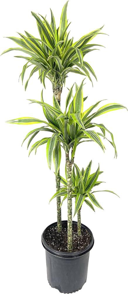Dracaena Deremensis 'lemon Lime' Bush - View 32 from www redcrocus com