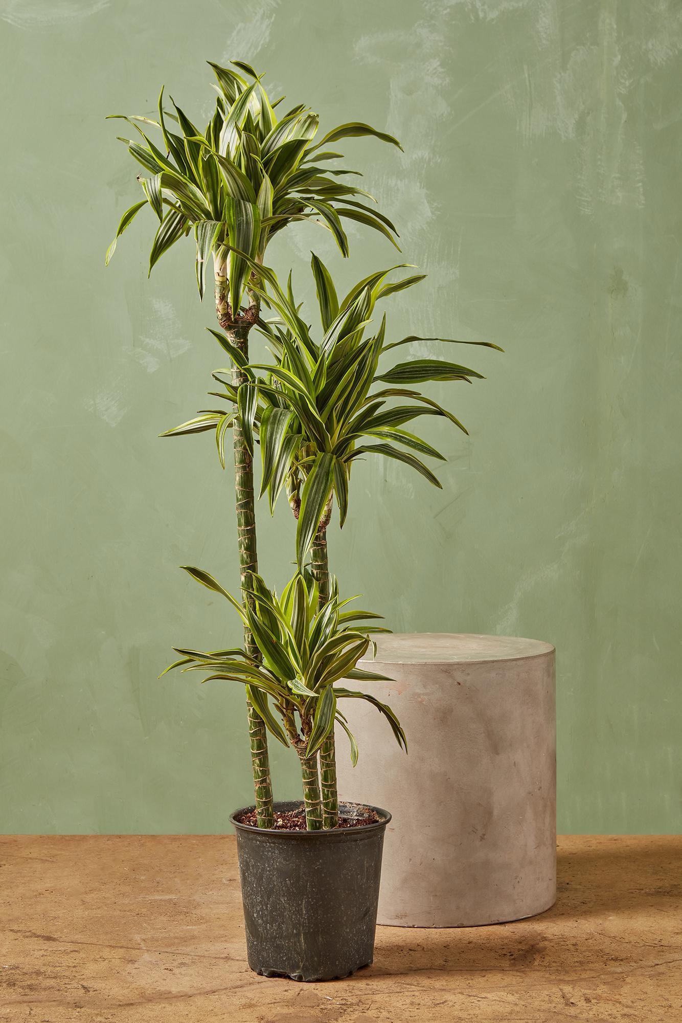 Dracaena Deremensis 'lemon Lime' Bush - View 33 from www redcrocus com