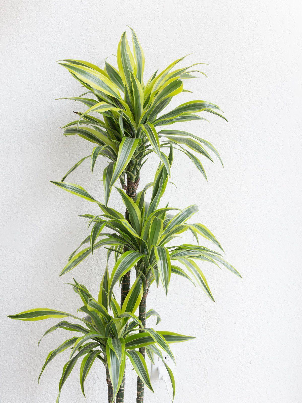 Dracaena Deremensis 'lemon Lime' Bush - View 34 from www redcrocus com