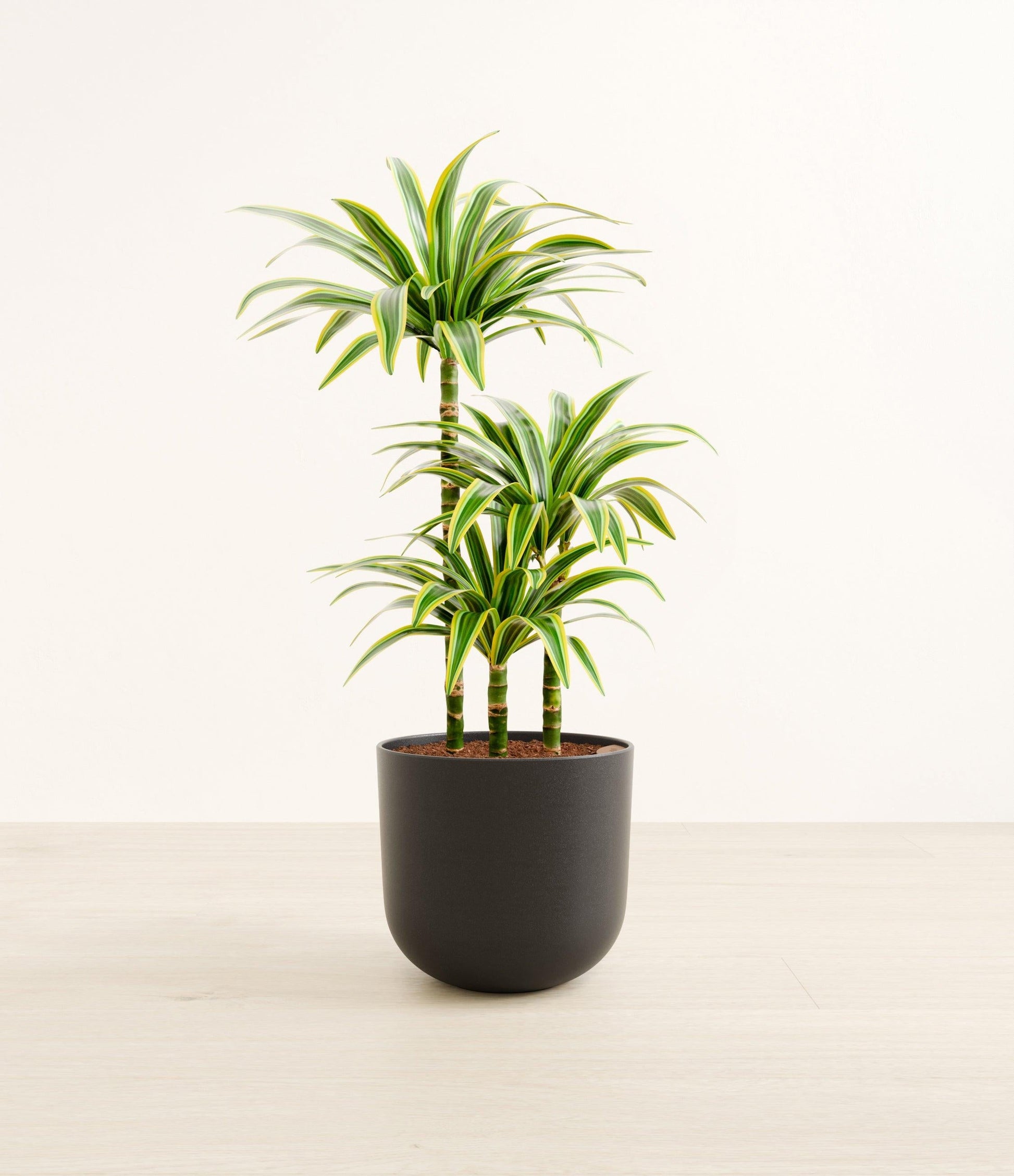 Dracaena Deremensis 'lemon Lime' Bush - View 35 from www redcrocus com