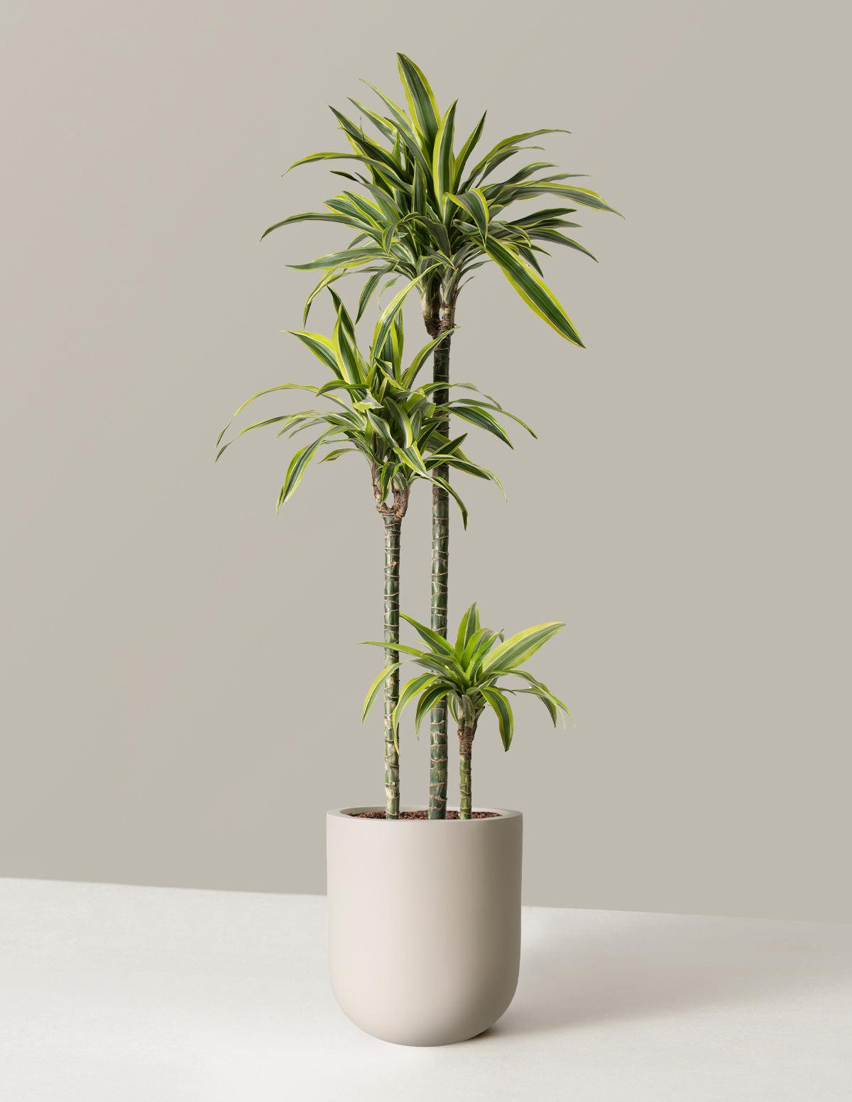 Dracaena Deremensis 'lemon Lime' Bush - View 37 from www redcrocus com