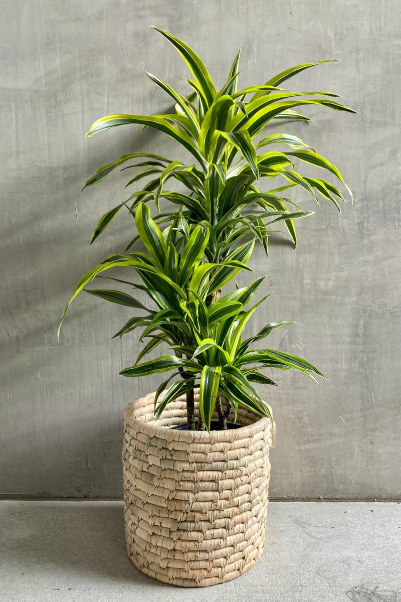Dracaena Deremensis 'lemon Lime' Bush - View 39 from www redcrocus com