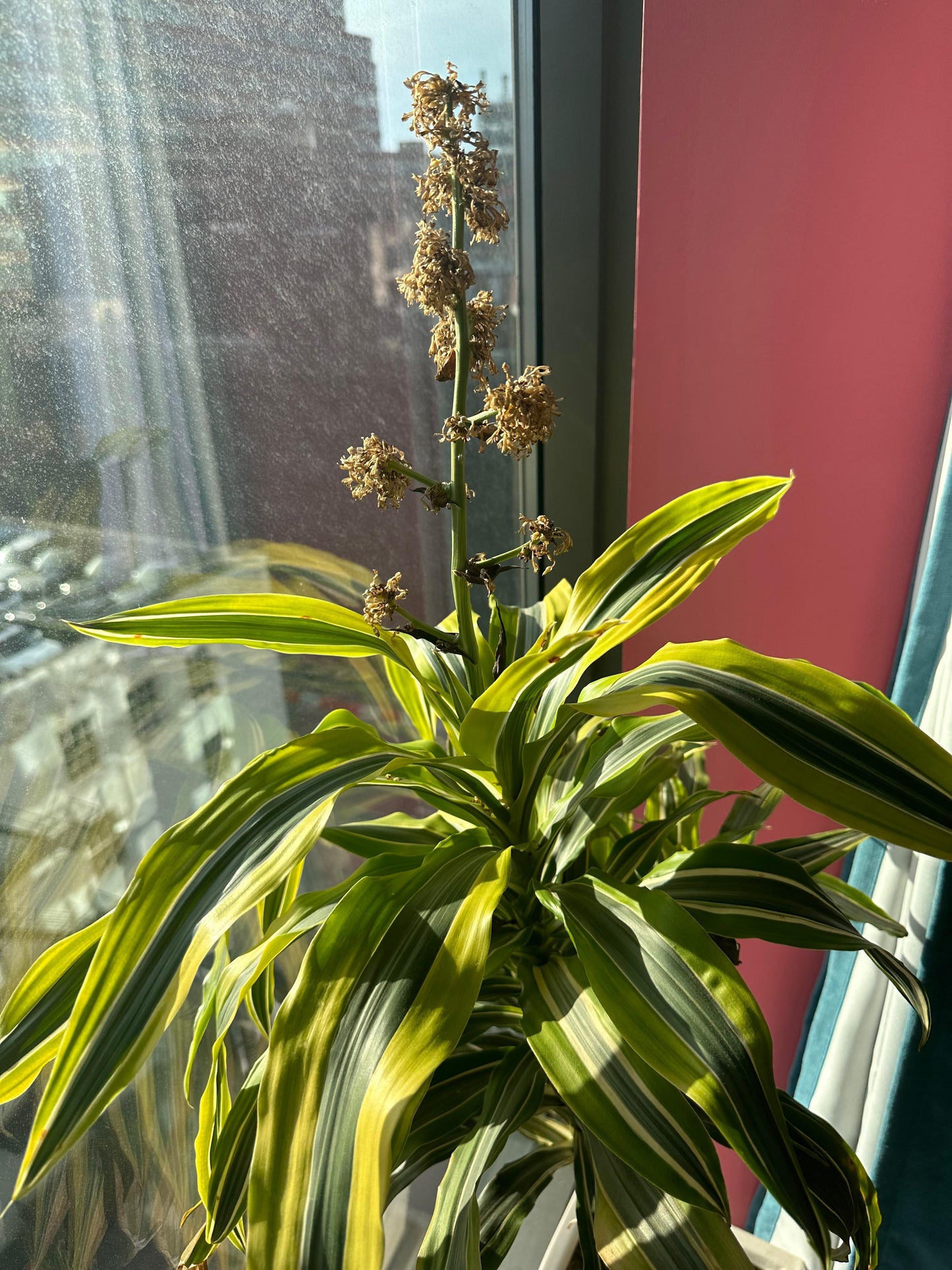 Dracaena Deremensis 'lemon Lime' Bush - View 40 from www redcrocus com