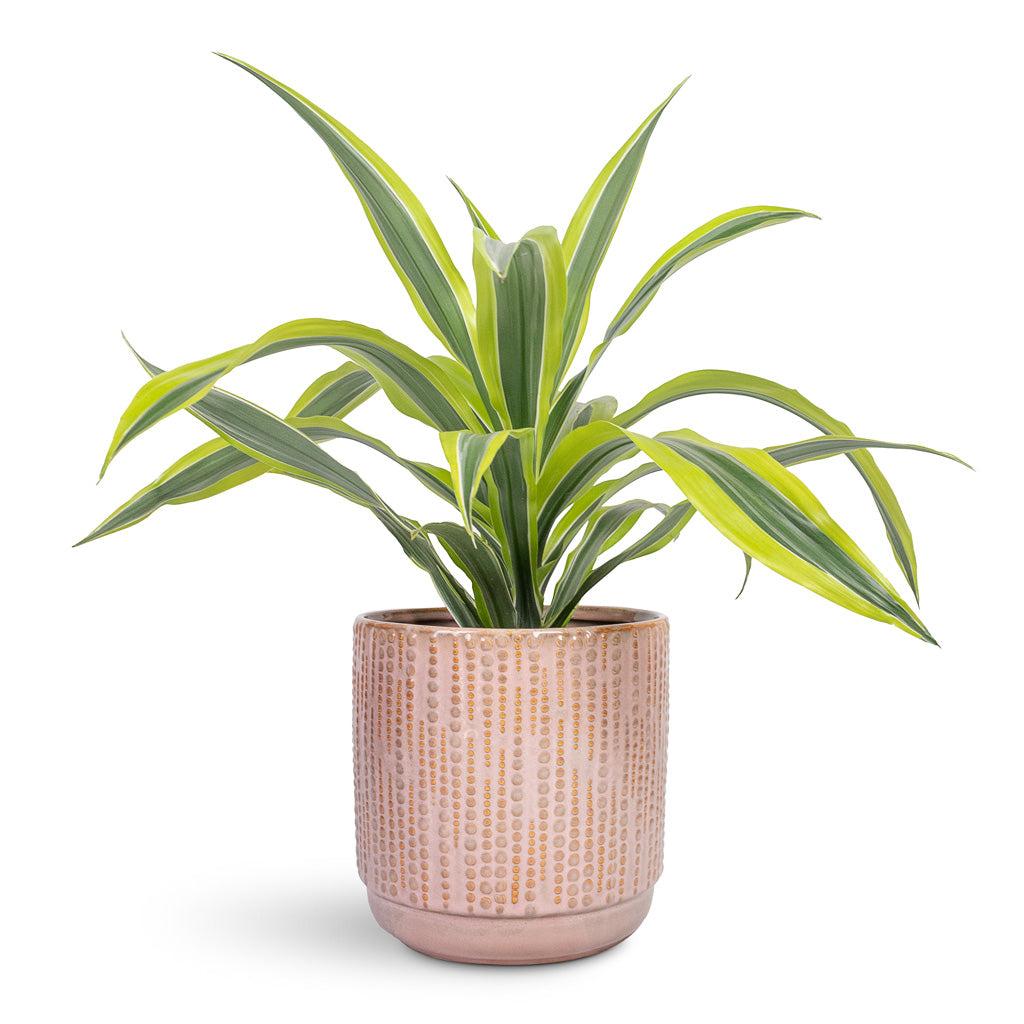 Dracaena Deremensis 'lemon Lime' Bush - View 4 from www redcrocus com