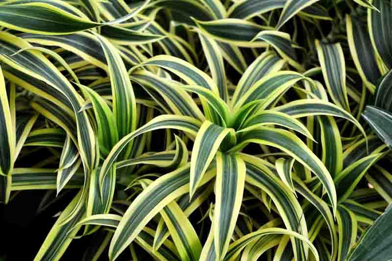 Dracaena Deremensis 'lemon Lime' Bush - View 5 from www redcrocus com