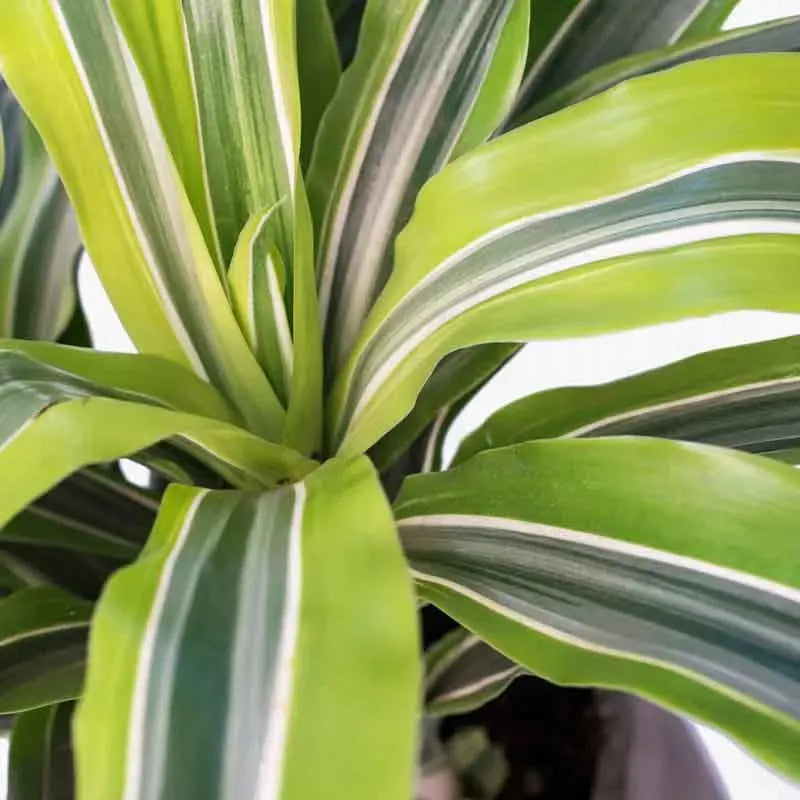 Dracaena Deremensis 'lemon Lime' Bush - View 7 from www redcrocus com