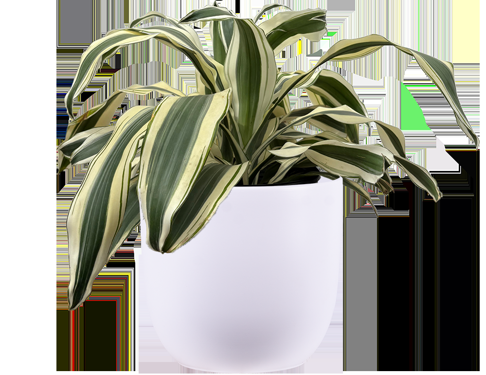 Dracaena 'white Bird' Cane - View 10 from www redcrocus com