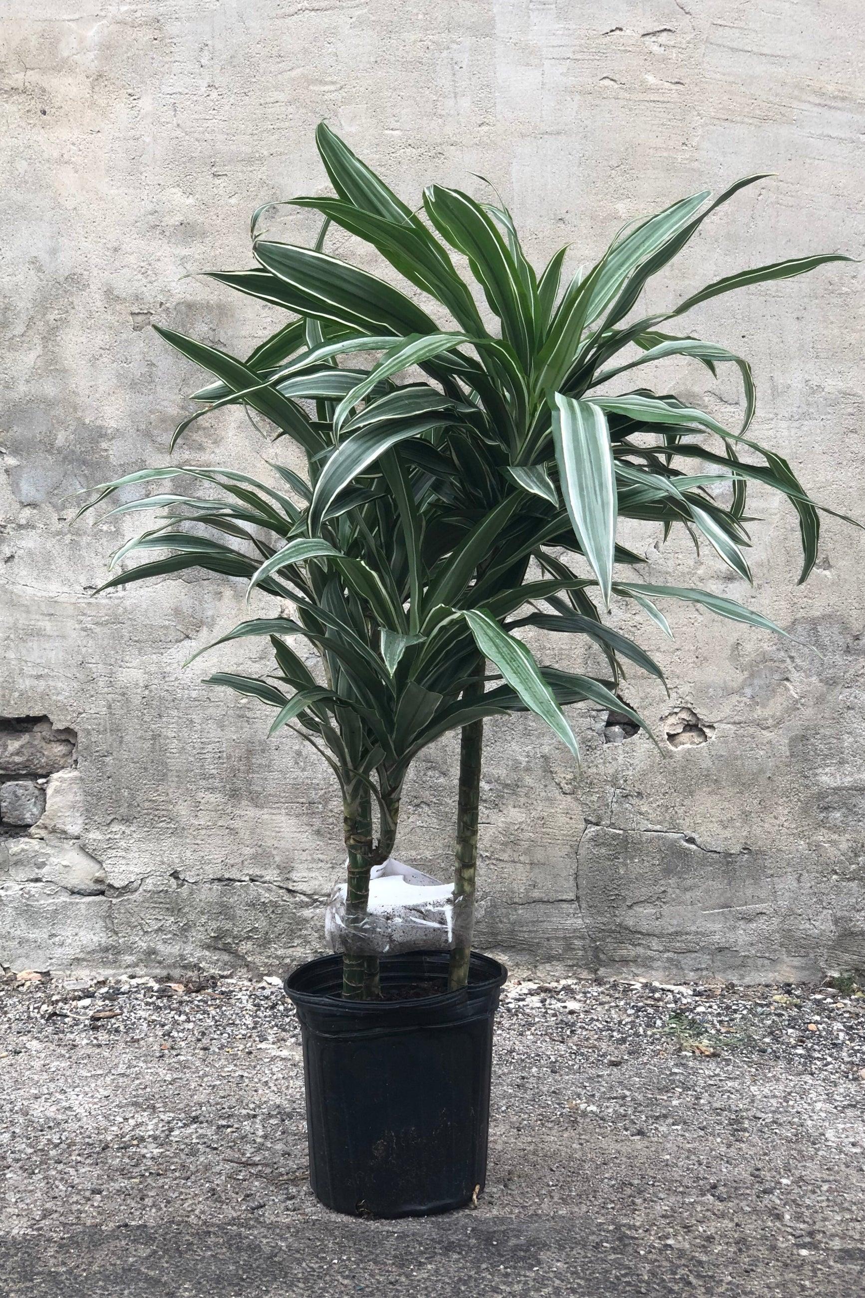 Dracaena 'white Bird' Cane - View 13 from www redcrocus com
