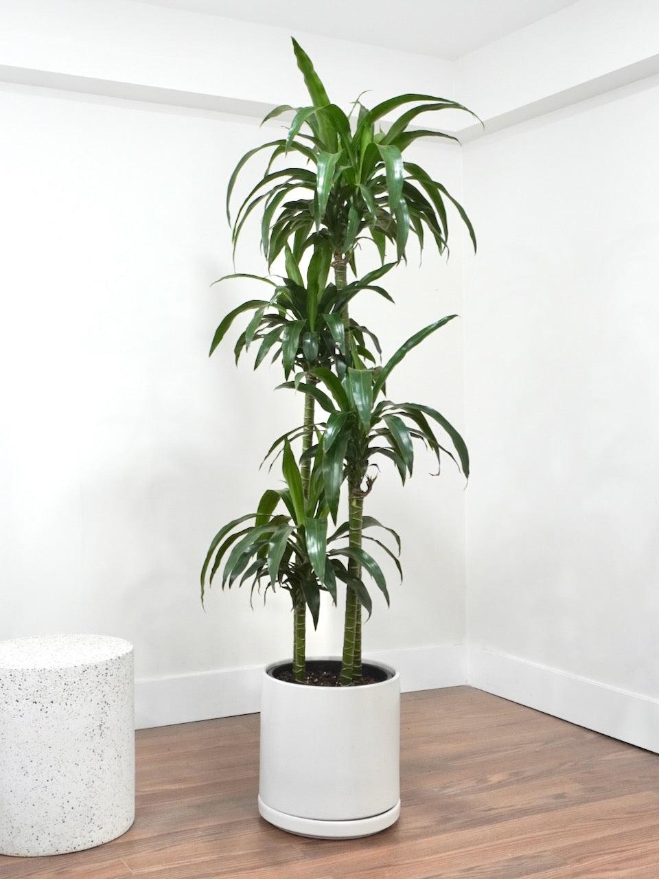 Dracaena 'white Bird' Cane - View 14 from www redcrocus com