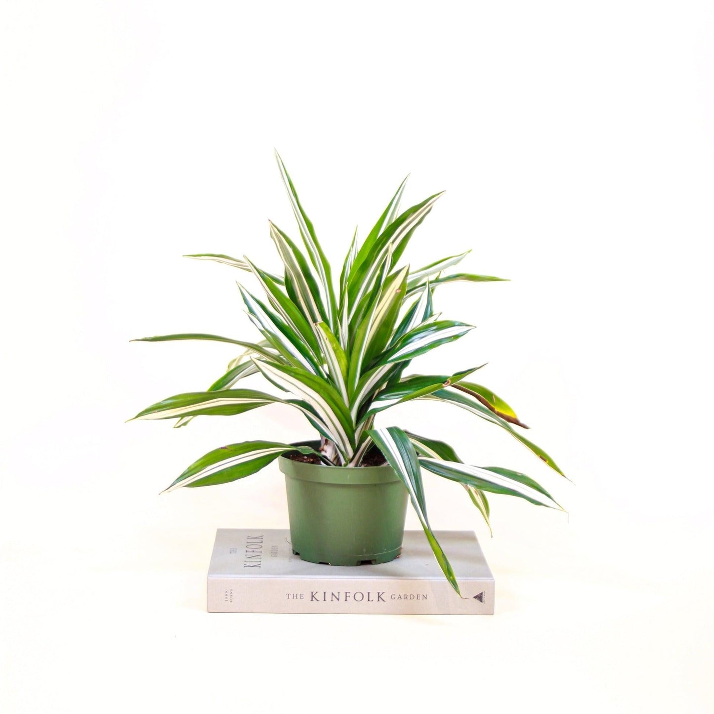 Dracaena 'white Bird' Cane - View 15 from www redcrocus com