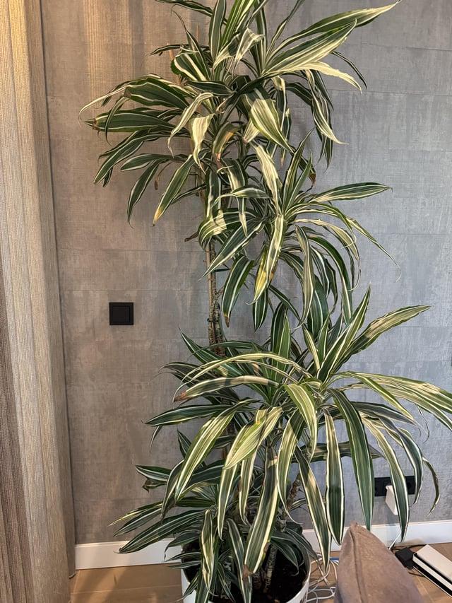 Dracaena 'white Bird' Cane - View 17 from www redcrocus com