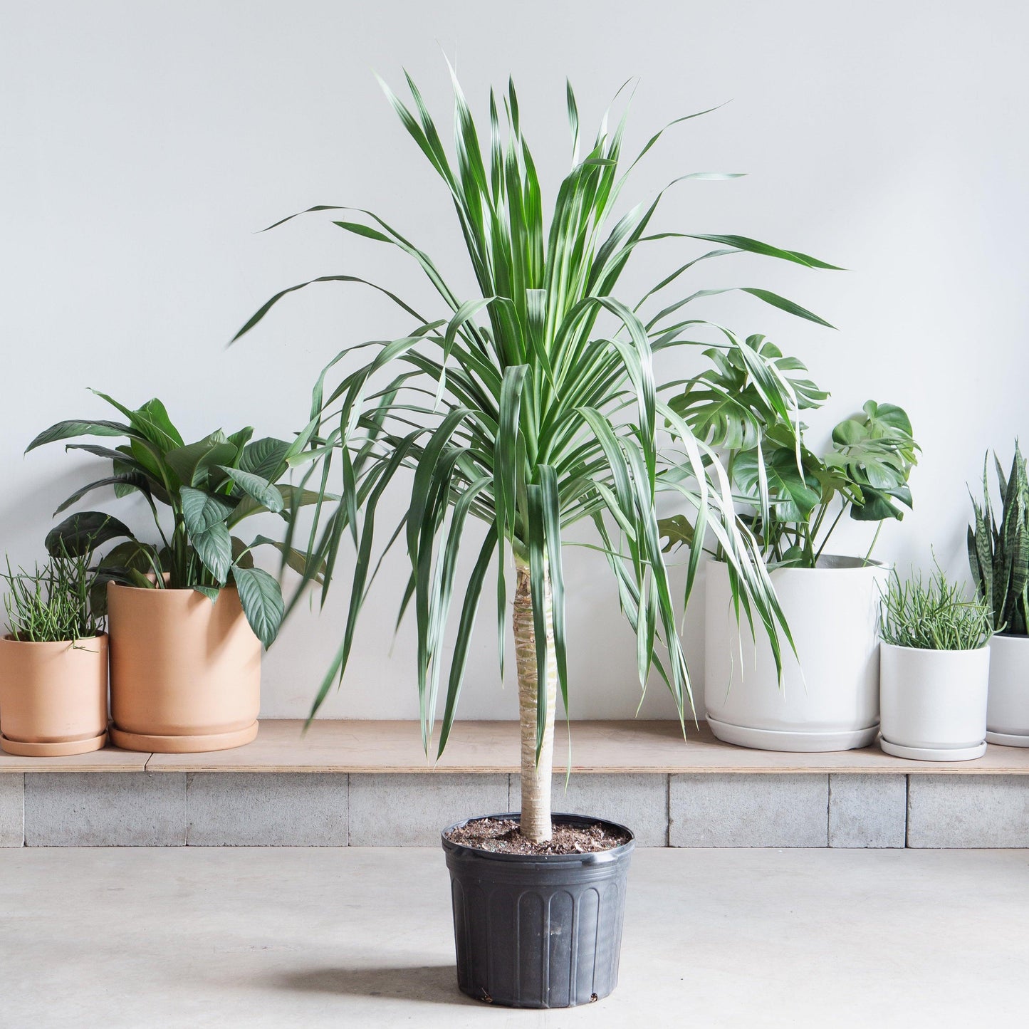 Dracaena 'white Bird' Cane - View 18 from www redcrocus com