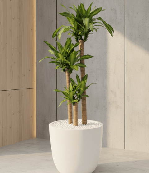 Dracaena 'white Bird' Cane - View 19 from www redcrocus com