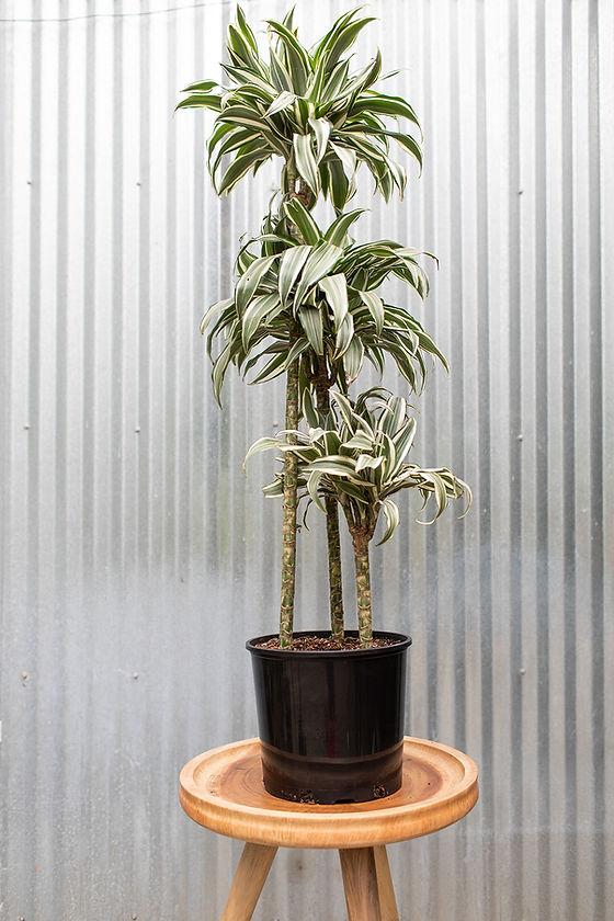 Dracaena 'white Bird' Cane - View 1 from www redcrocus com