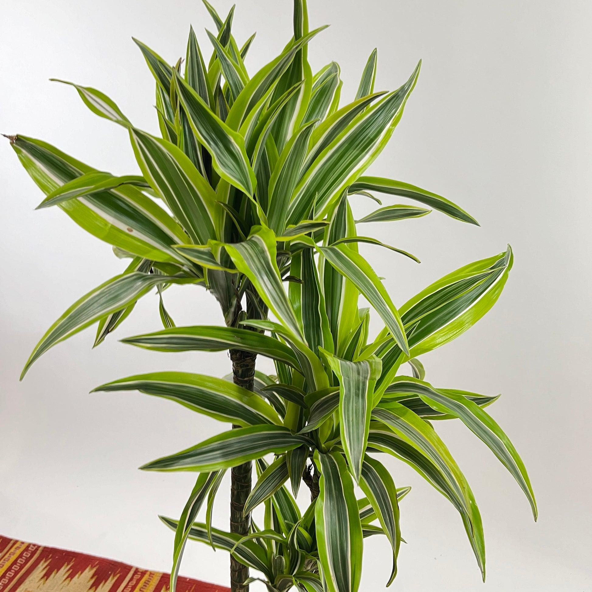 Dracaena 'white Bird' Cane - View 20 from www redcrocus com