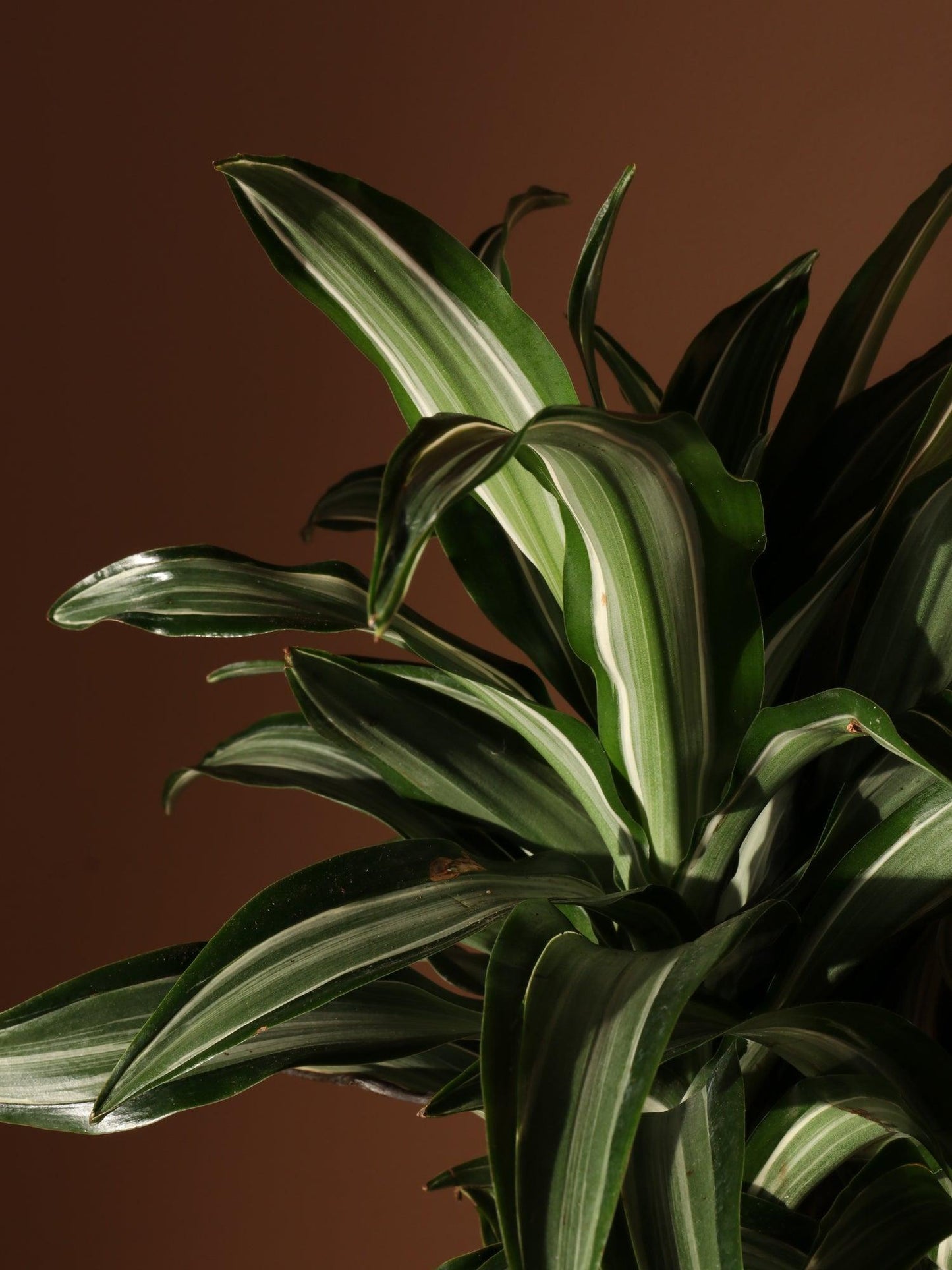 Dracaena 'white Bird' Cane - View 21 from www redcrocus com