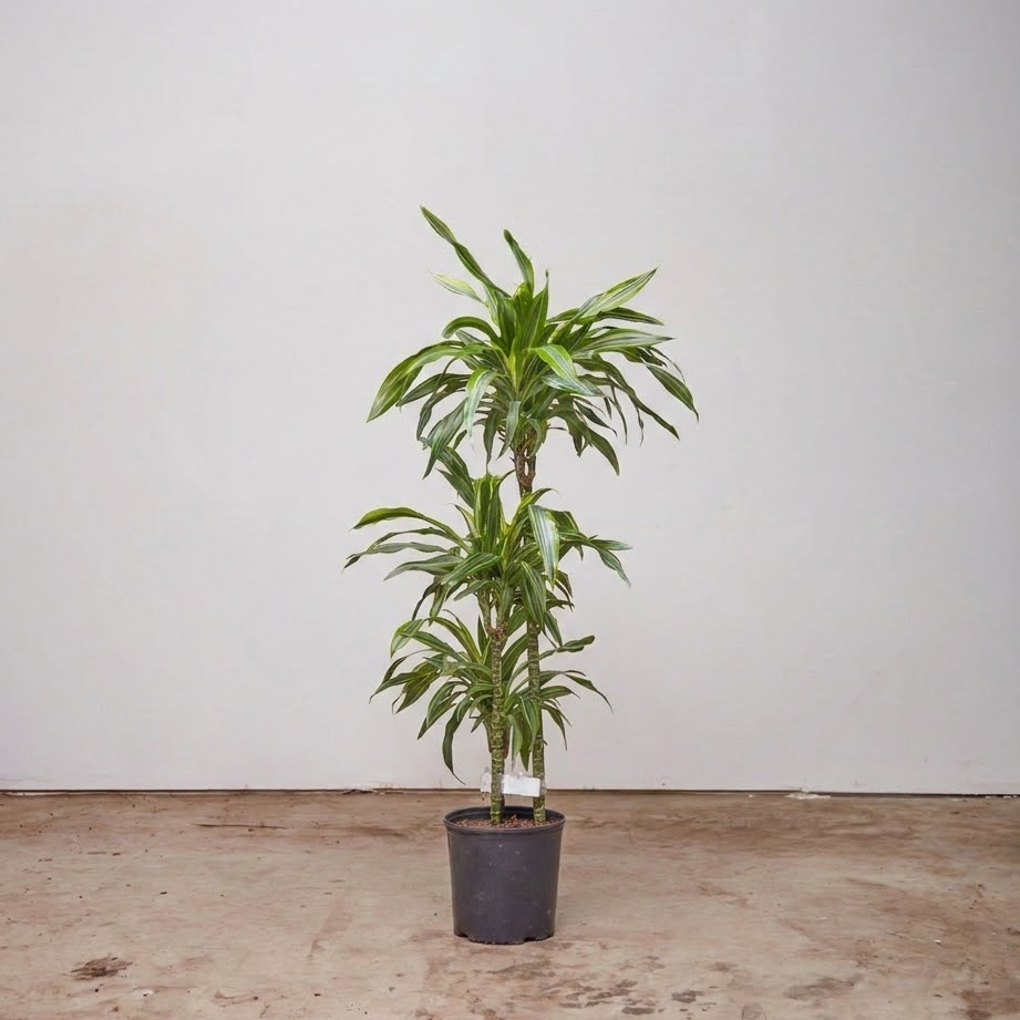 Dracaena 'white Bird' Cane - View 22 from www redcrocus com
