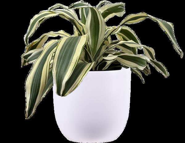 Dracaena 'white Bird' Cane - View 24 from www redcrocus com