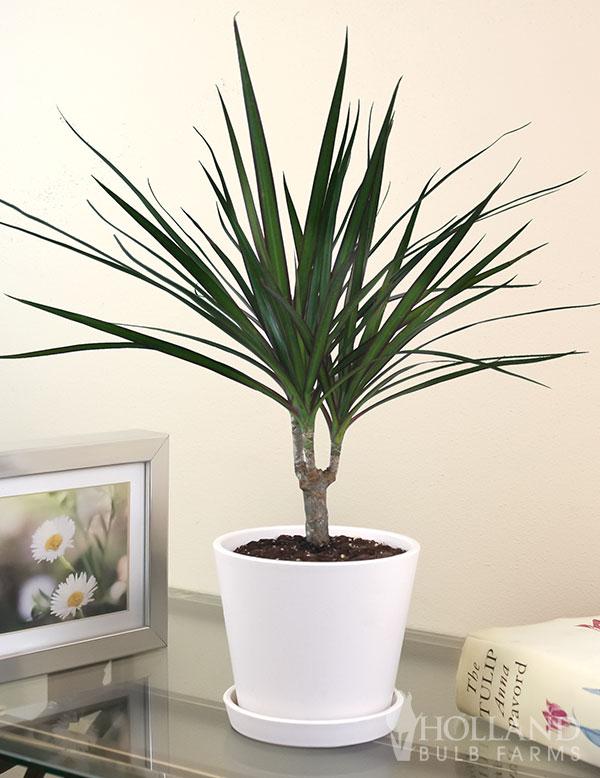 Dracaena 'white Bird' Cane - View 25 from www redcrocus com