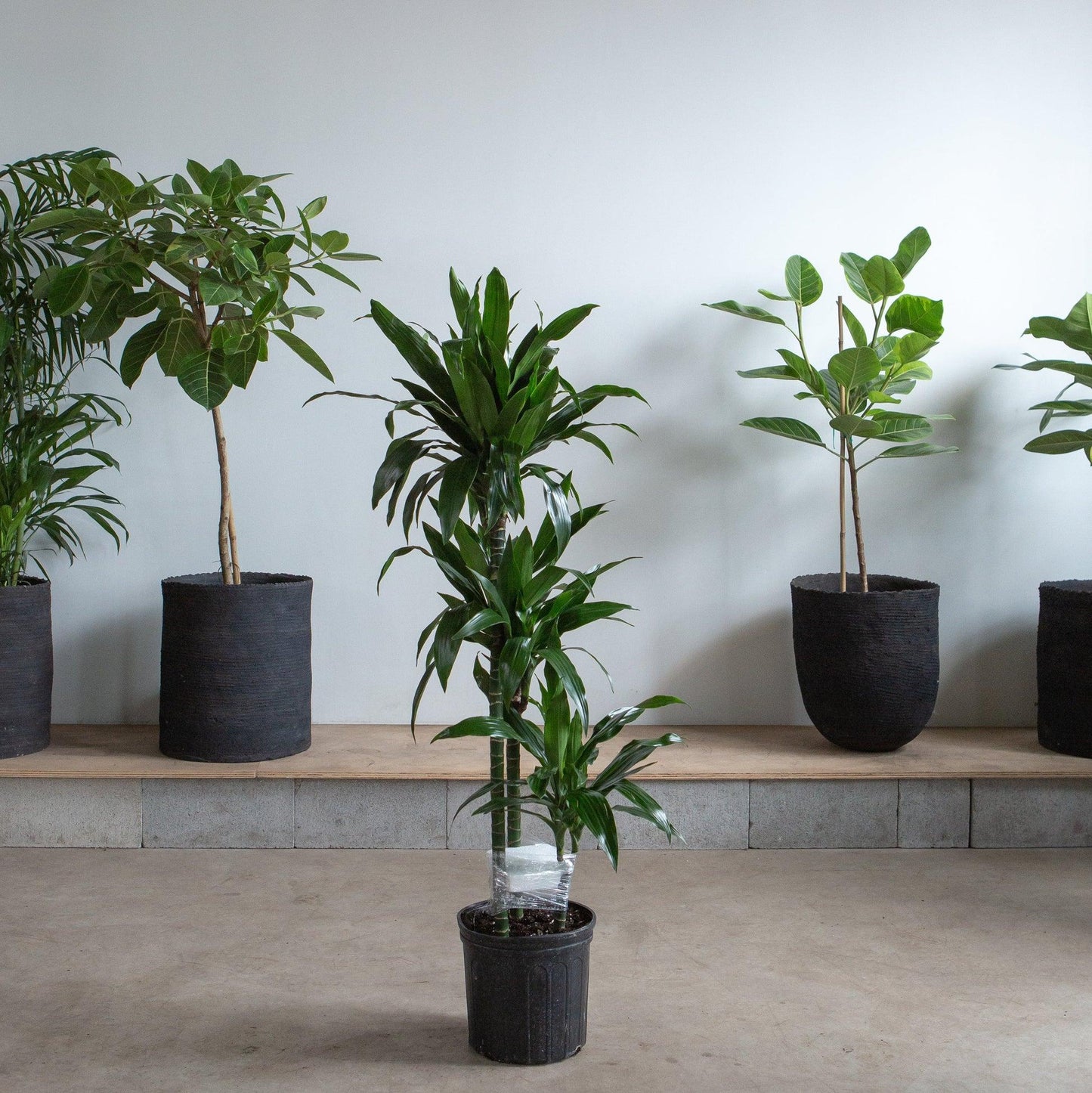 Dracaena 'white Bird' Cane - View 26 from www redcrocus com