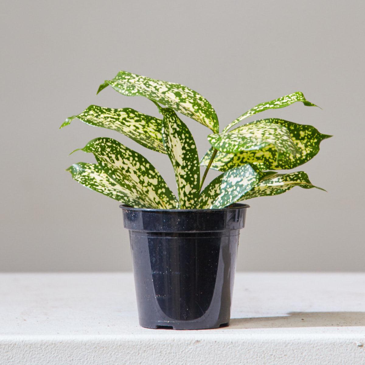 Dracaena 'white Bird' Cane - View 28 from www redcrocus com
