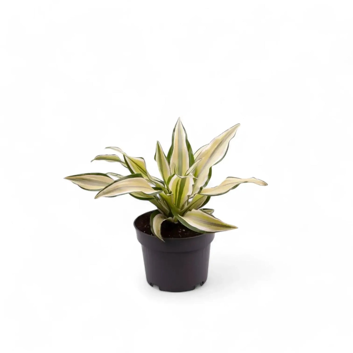 Dracaena 'white Bird' Cane - View 29 from www redcrocus com