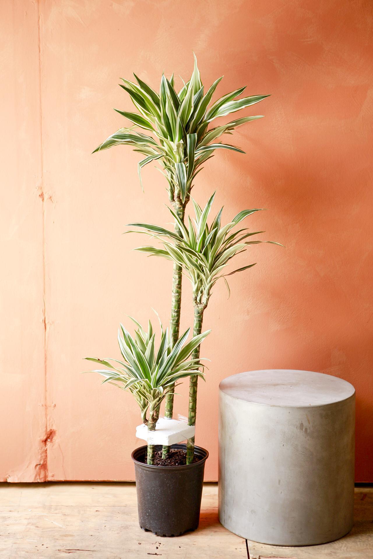 Dracaena 'white Bird' Cane - View 2 from www redcrocus com