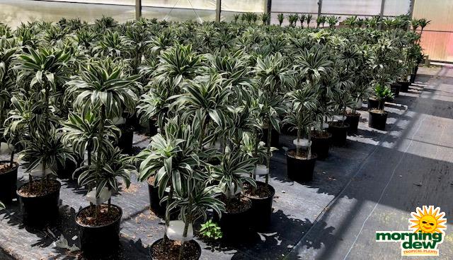 Dracaena 'white Bird' Cane - View 3 from www redcrocus com