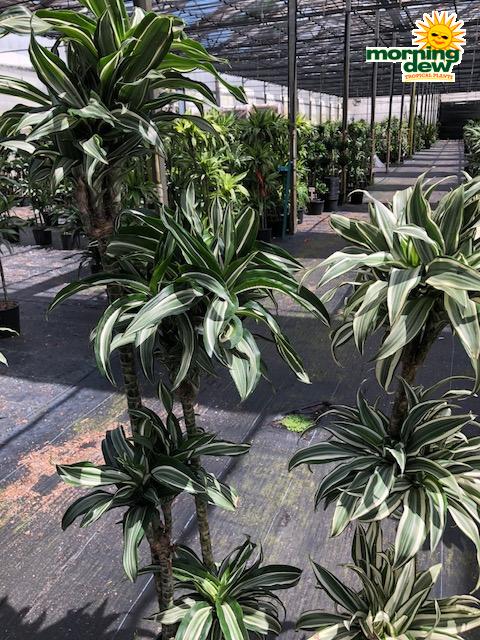 Dracaena 'white Bird' Cane - View 4 from www redcrocus com