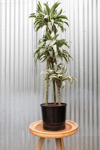 Dracaena 'white Bird' Cane - View 5 from www redcrocus com