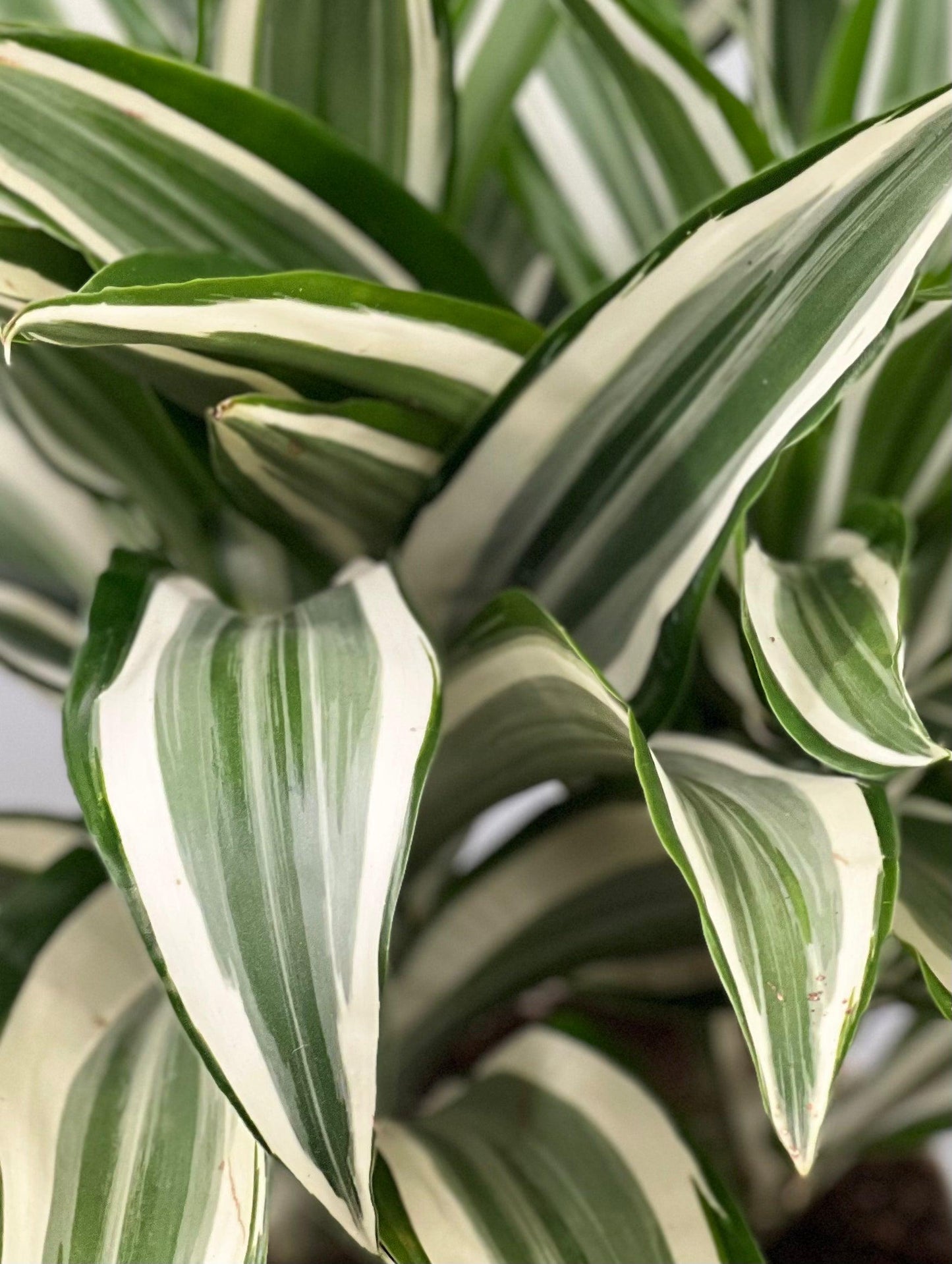 Dracaena 'white Bird' Cane - View 6 from www redcrocus com