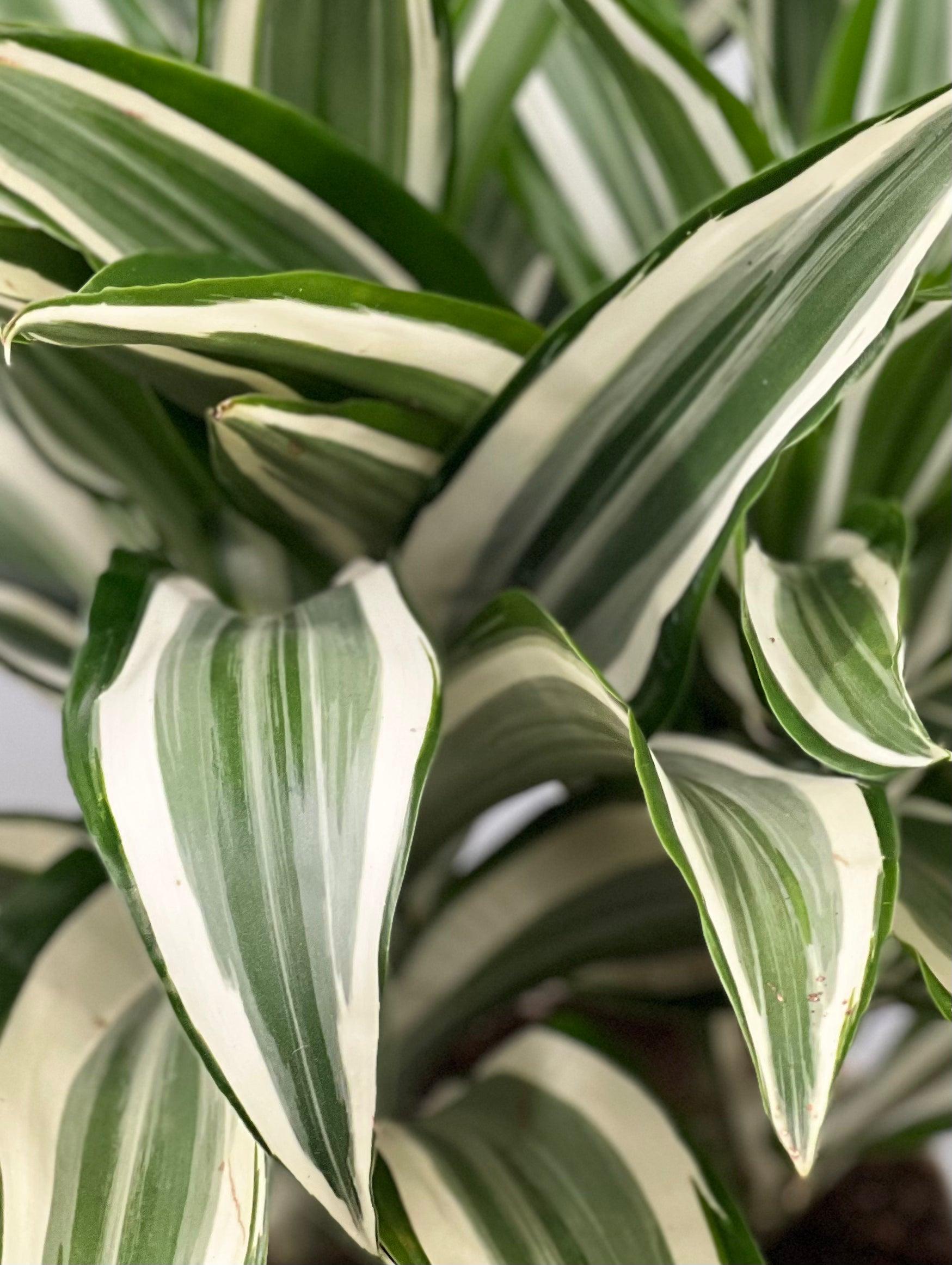 Dracaena 'white Bird' Cane - View 6 from www redcrocus com